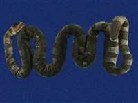 藏品(黃唇青斑海蛇)的圖片